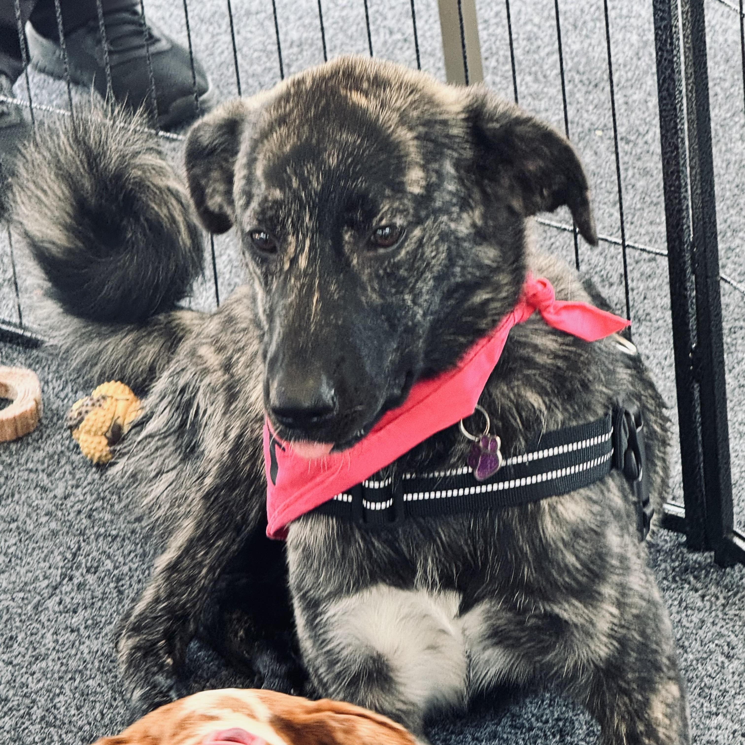 Enlarge Nova, a ADOPTABLE mixed breed in Louisburg, KS image 5/6