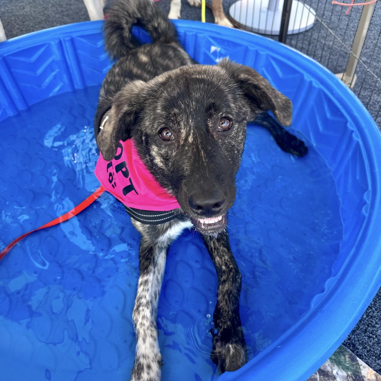 Enlarge Nova, a ADOPTABLE mixed breed in Louisburg, KS image 4/6
