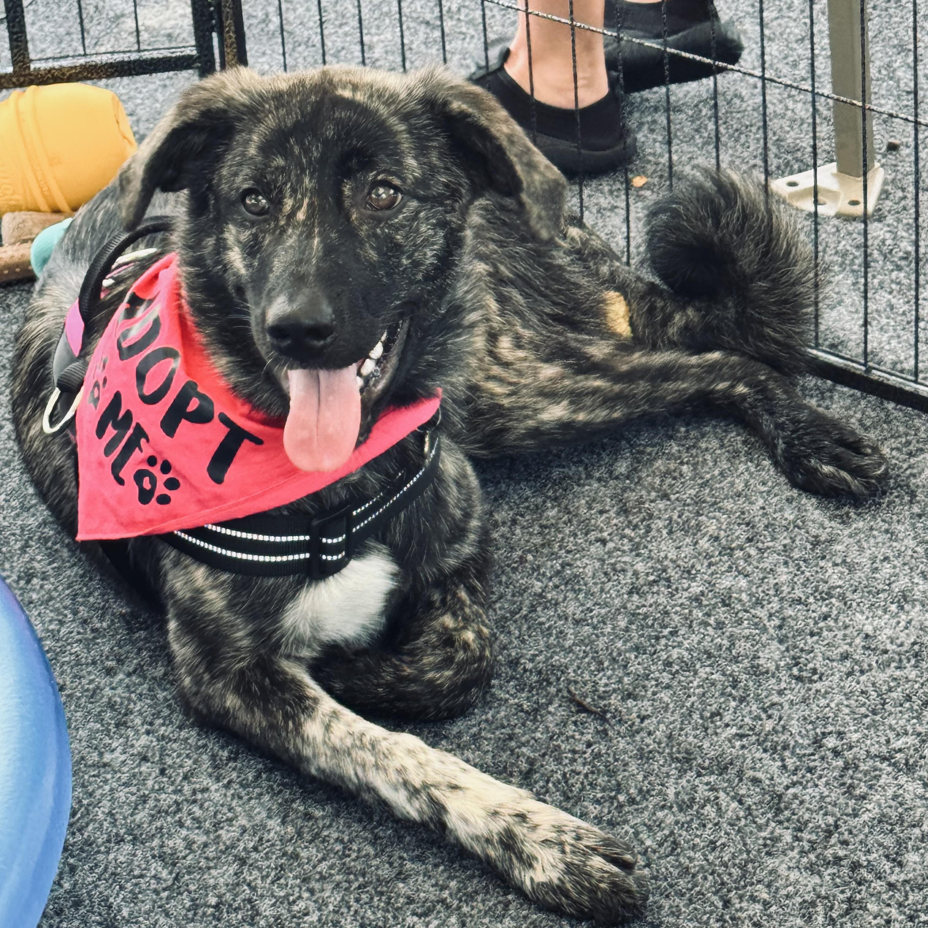 Enlarge Nova, a ADOPTABLE mixed breed in Louisburg, KS image 3/6