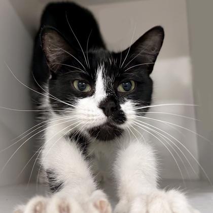 Smudge, Adoptable, Adult Female Domestic Short Hair & Domestic Short Hair.