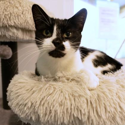 Enlarge Smudge, a Adoptable Domestic Short Hair in Voorhees, NJ image 2/3