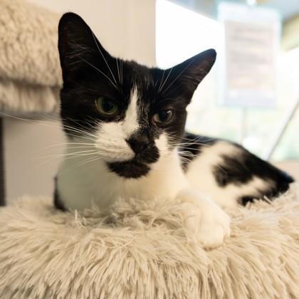 Enlarge Smudge, a Adoptable Domestic Short Hair in Voorhees, NJ image 3/3