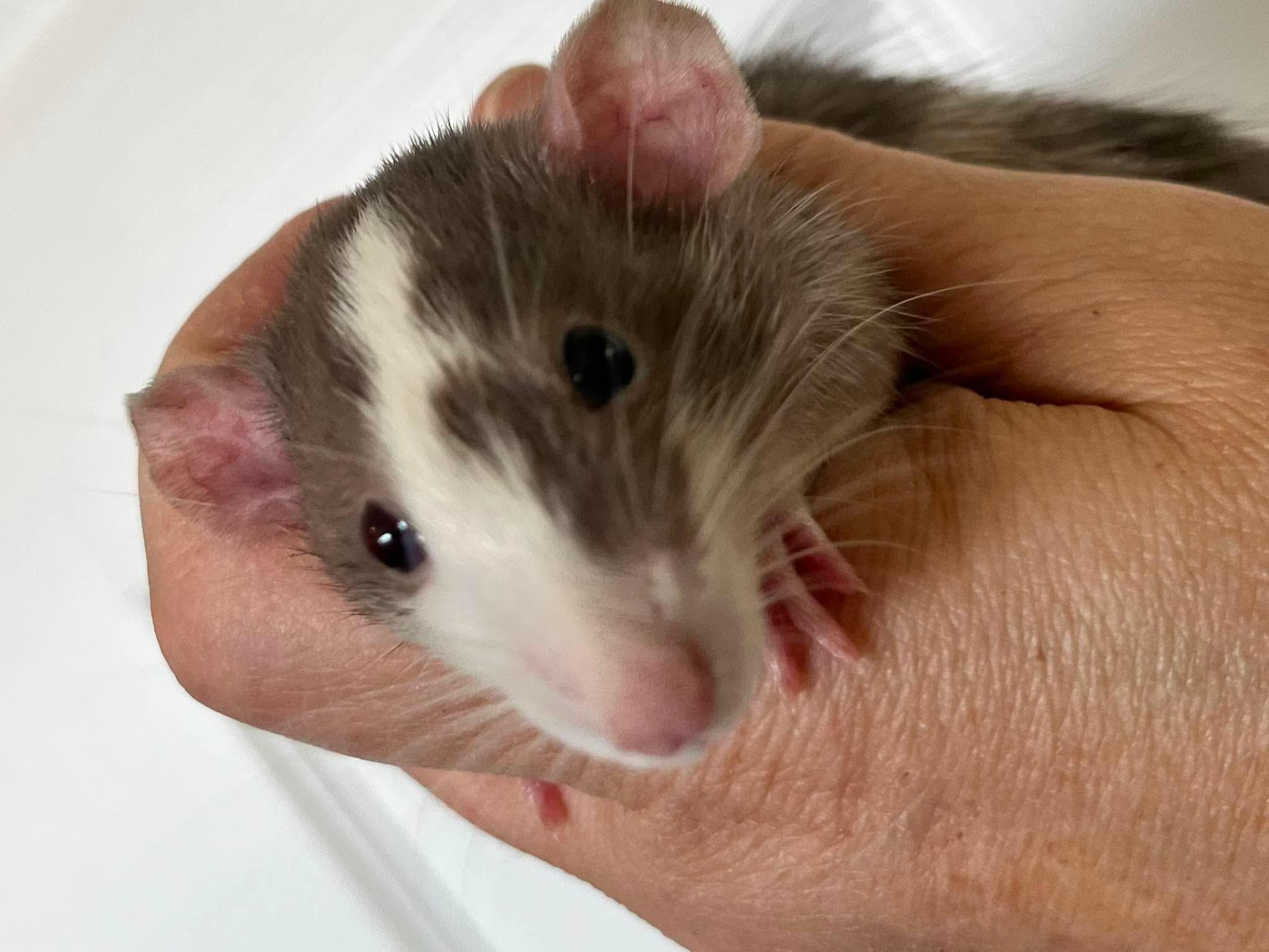 Enlarge Marble, Jacks and Pick-up Sticks, a ADOPTABLE Rat in Eugene, OR image 1/3