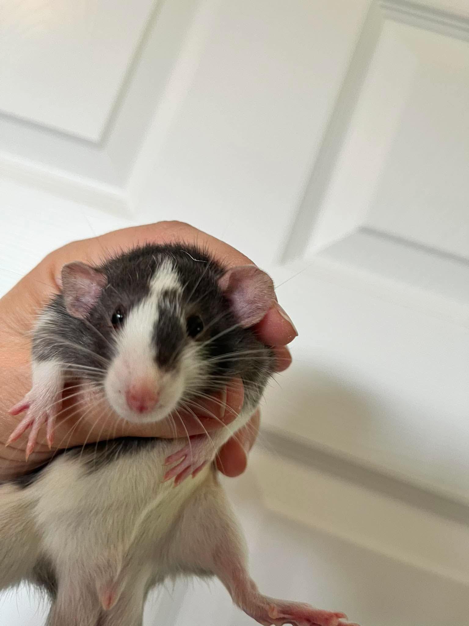 Enlarge Marble, Jacks and Pick-up Sticks, a ADOPTABLE Rat in Eugene, OR image 2/3