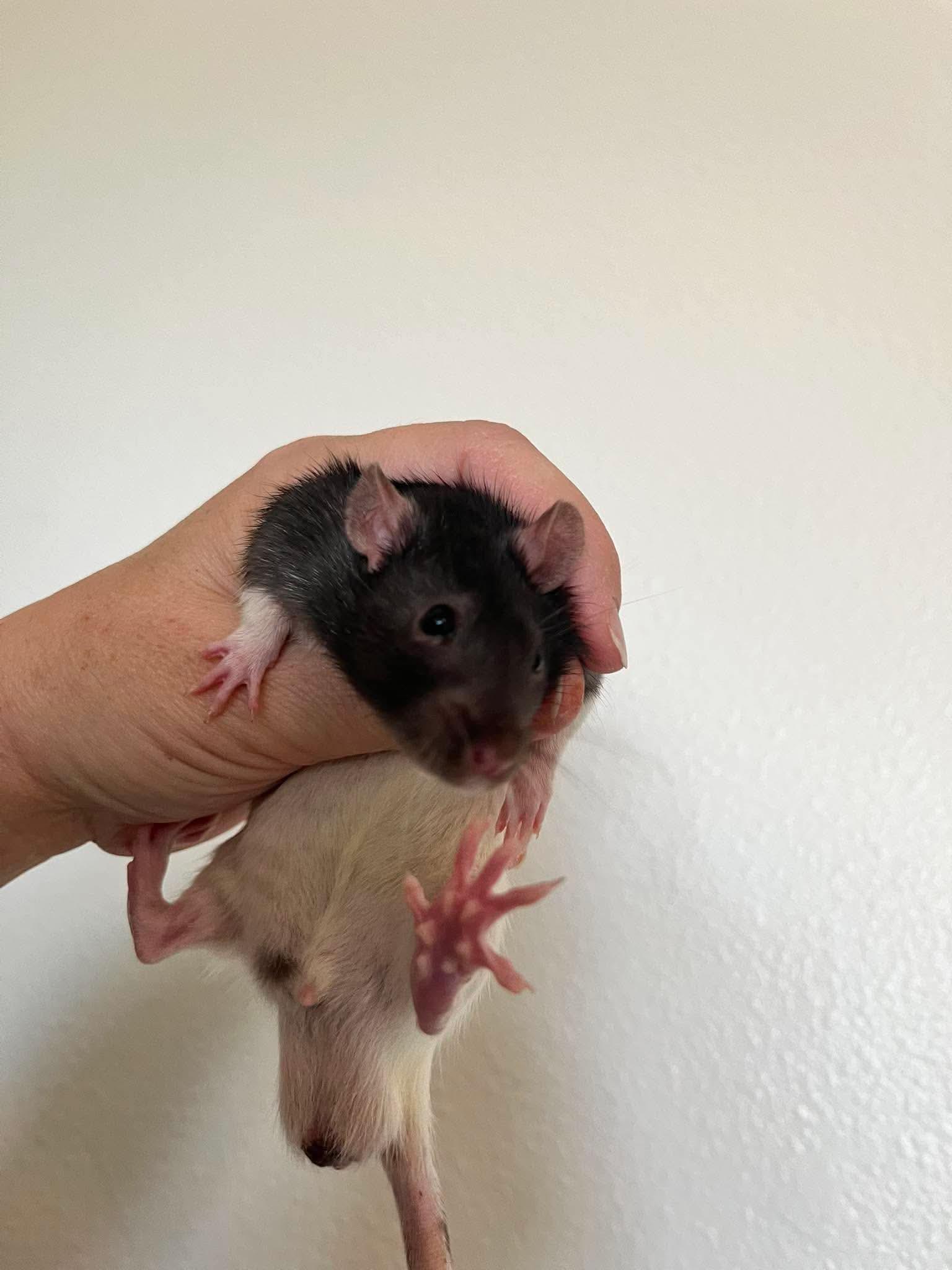 Enlarge Marble, Jacks and Pick-up Sticks, a ADOPTABLE Rat in Eugene, OR image 3/3