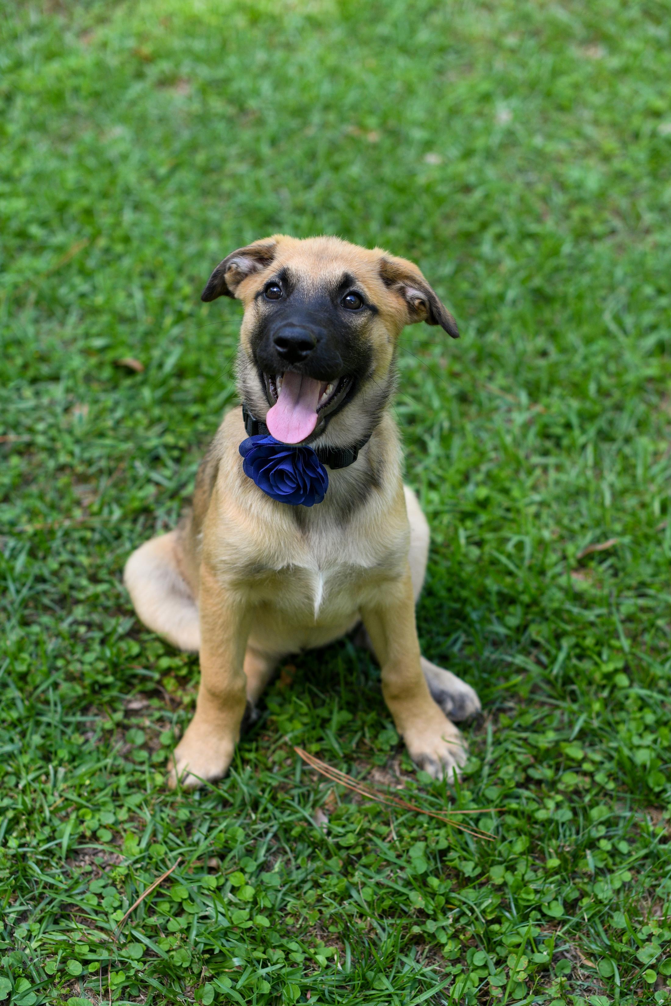 Enlarge Darcy, an adopted Mixed Breed in Argyle, NY image 2/6