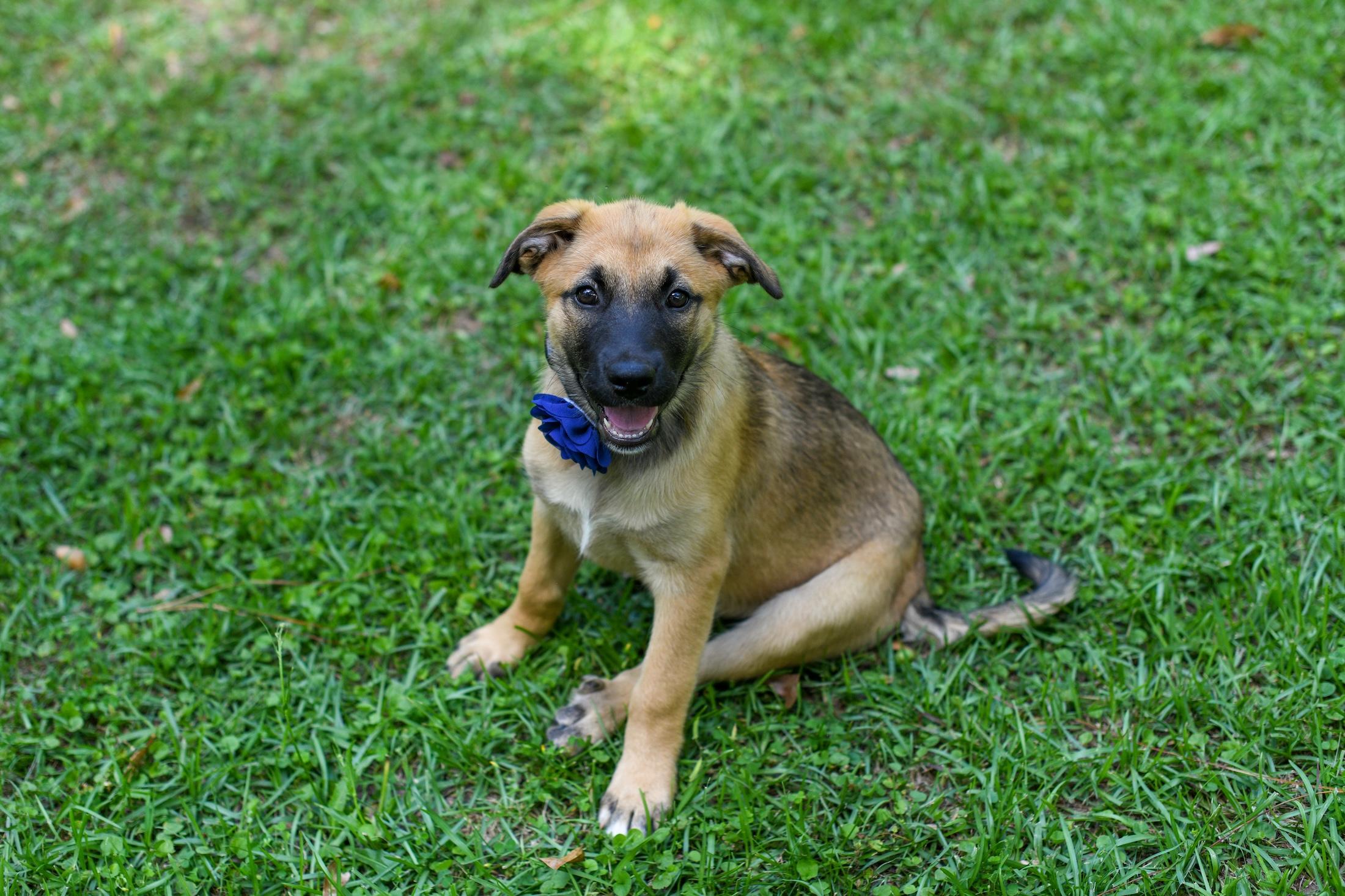 Enlarge Darcy, an adopted Mixed Breed in Argyle, NY image 4/6