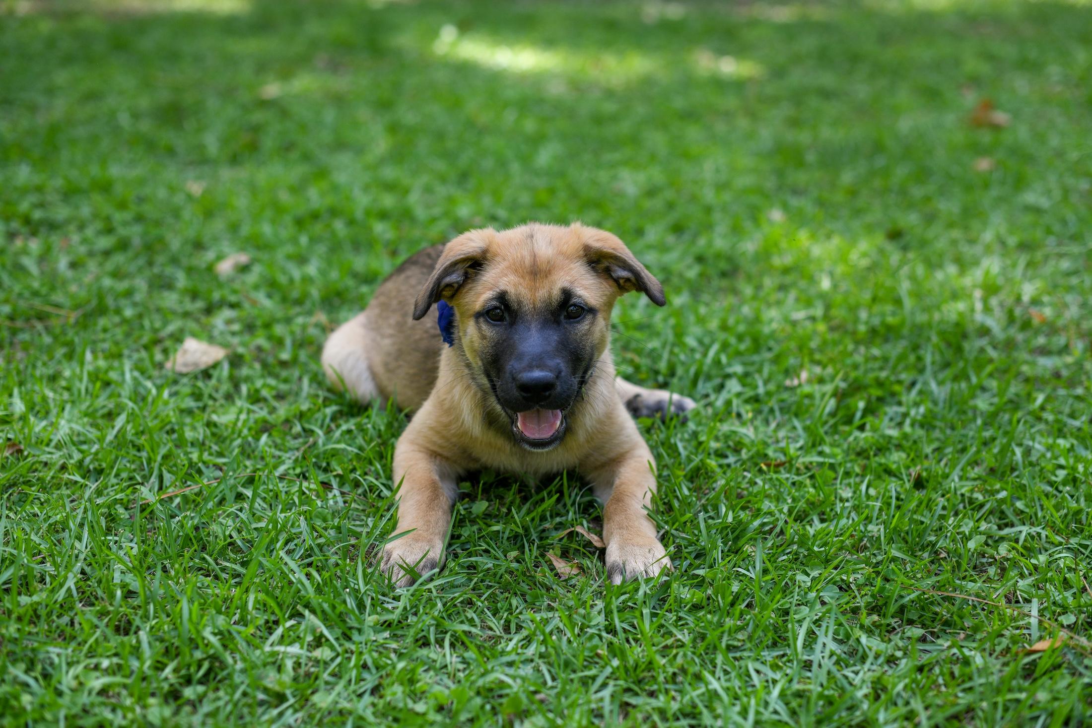 Enlarge Darcy, an adopted Mixed Breed in Argyle, NY image 3/6