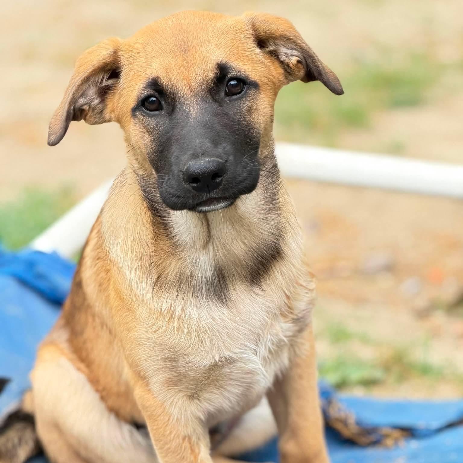Darcy, adopted, Puppy Female Mixed Breed.