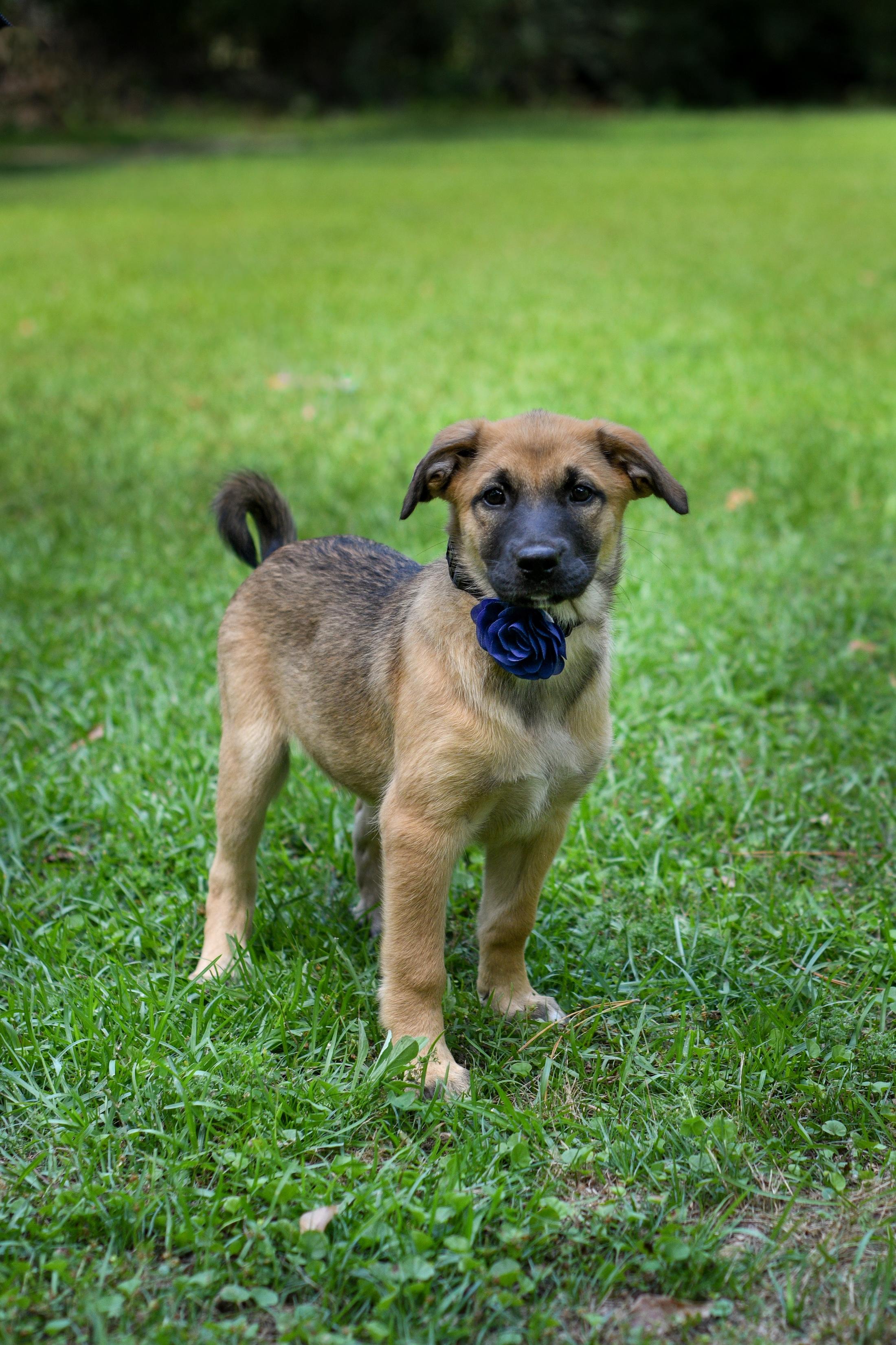 Enlarge Darcy, an adopted Mixed Breed in Argyle, NY image 6/6