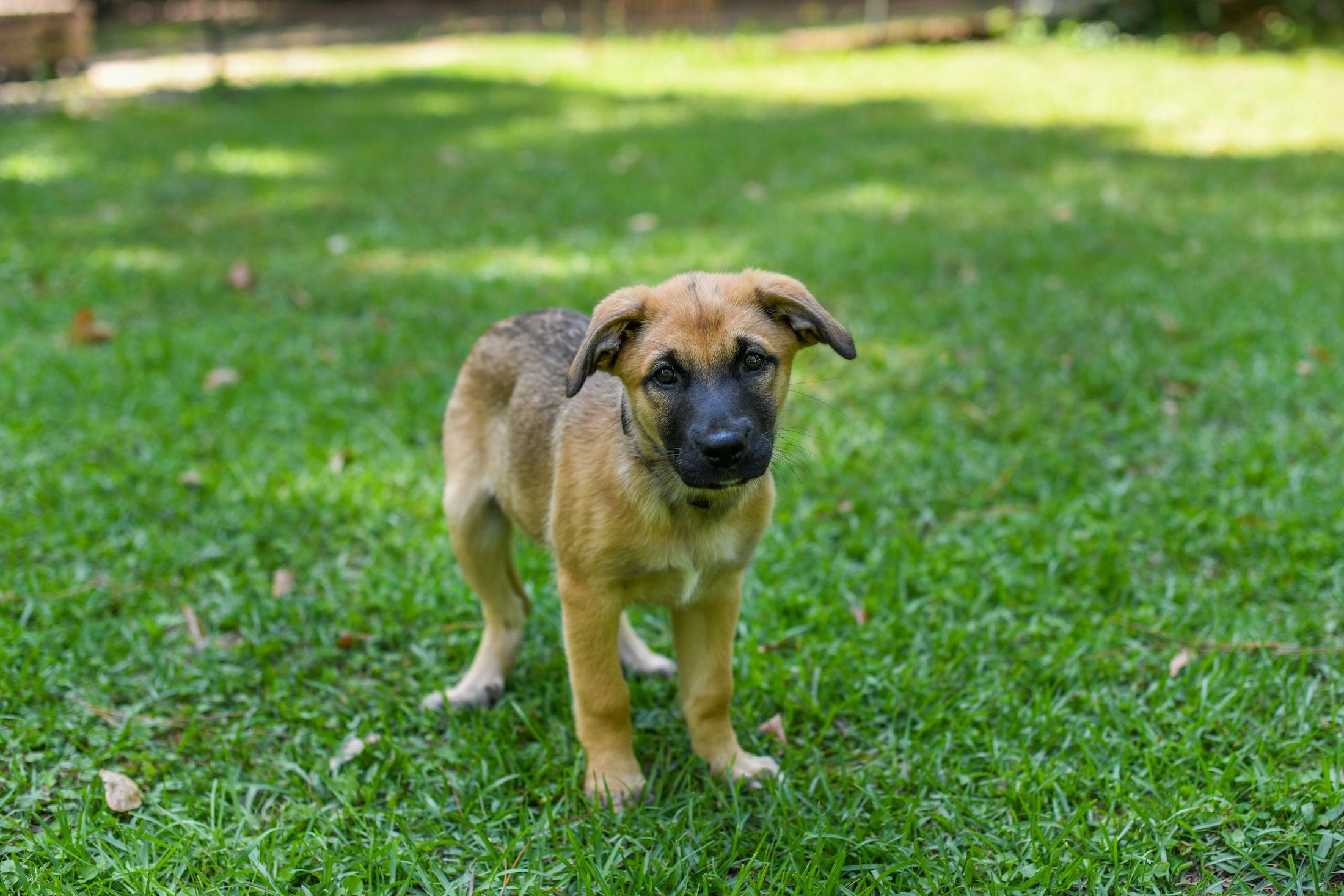 Enlarge Darcy, an adopted Mixed Breed in Argyle, NY image 5/6