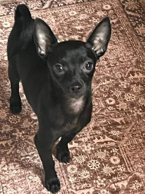 Petey, Adoptable, Puppy Male Chihuahua.