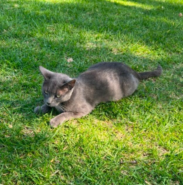 Enlarge Wendy**reservation, a Adopted Russian Blue in San Pedro, CA image 1/1