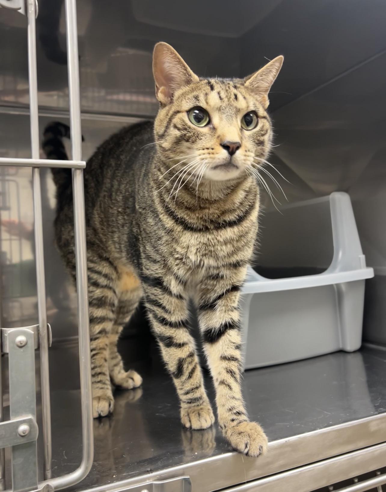 Torque, Adoptable, Adult Male Domestic Short Hair.