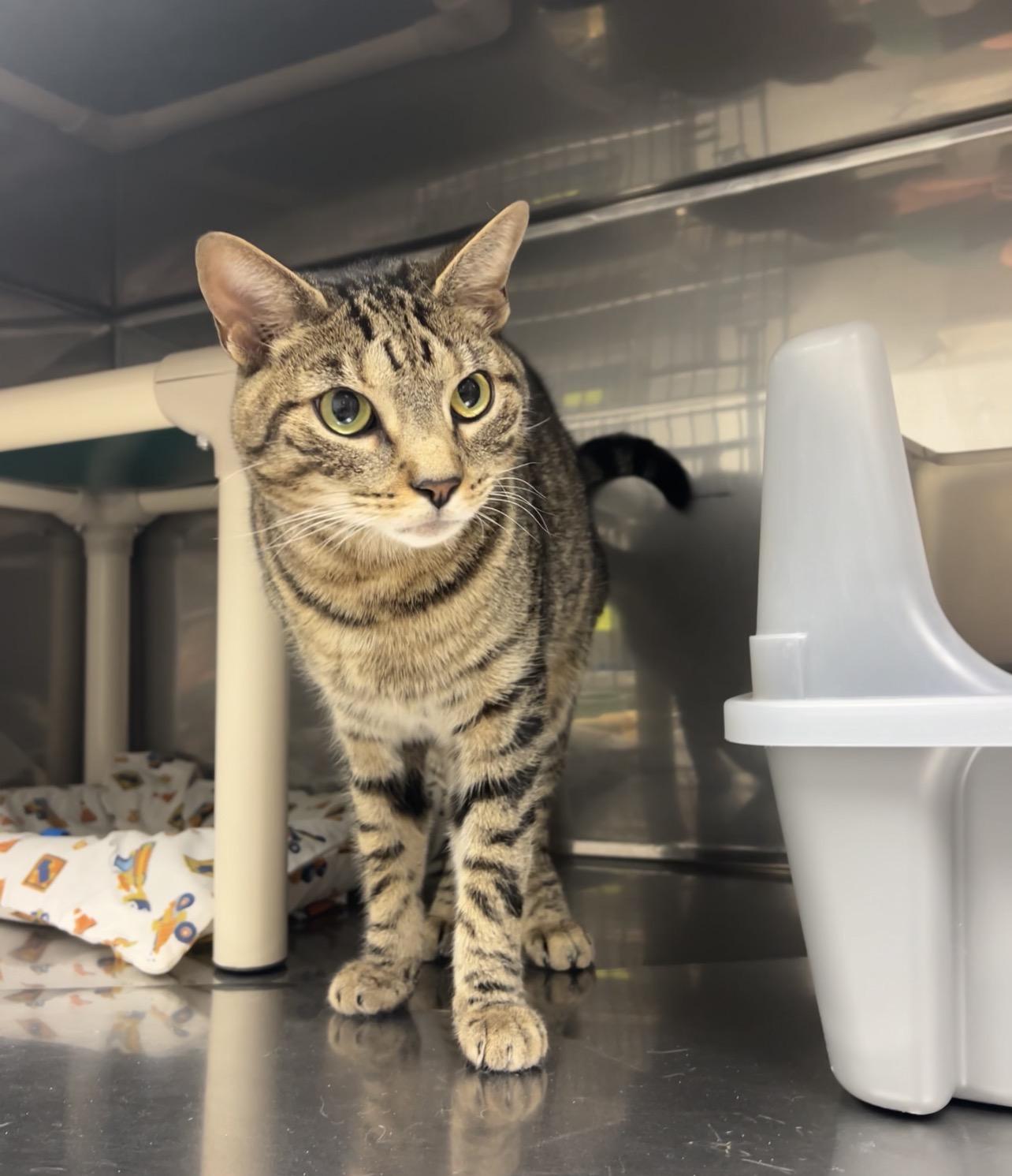Enlarge Torque, a Adoptable Domestic Short Hair in Montville, NJ image 2/2