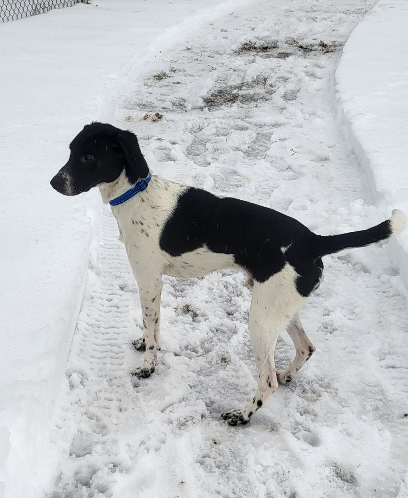 Gunner, Adoptable, Young Male Mixed Breed.