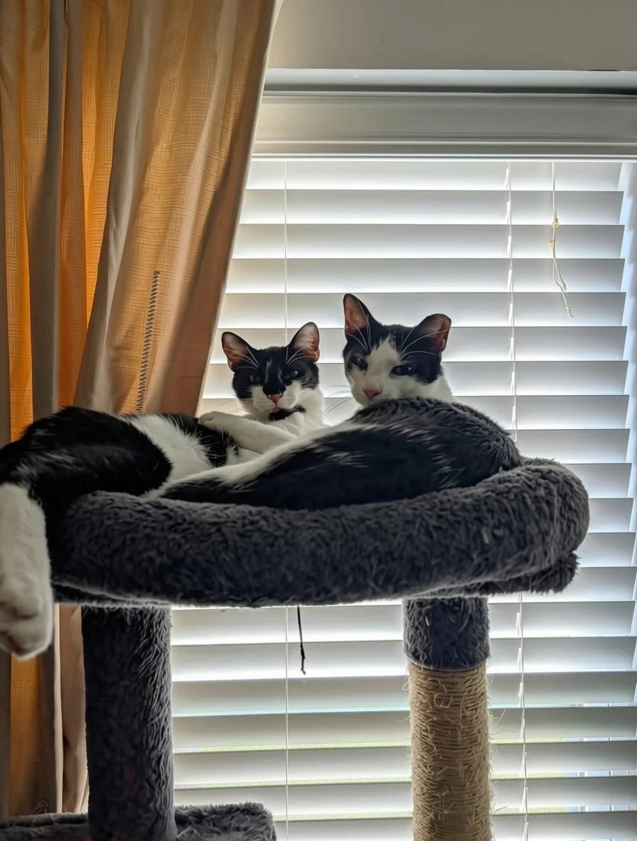 Wedge, Adoptable, Young Male Domestic Short Hair.