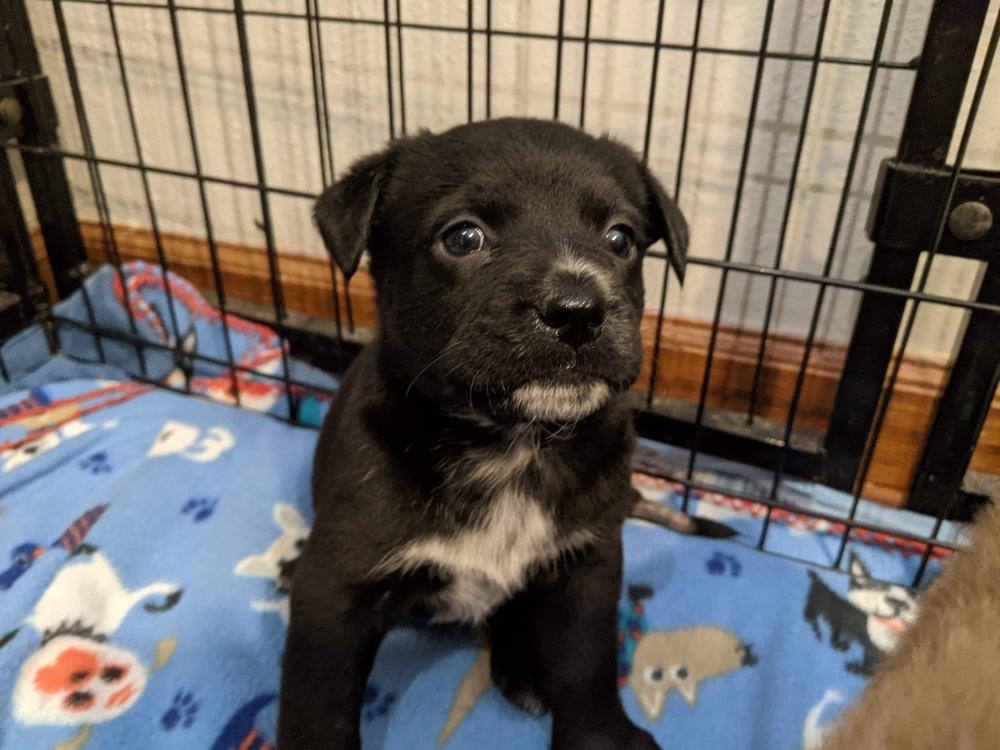 Enlarge Stella, a Adopted mixed breed in Sealy, TX image 1/1