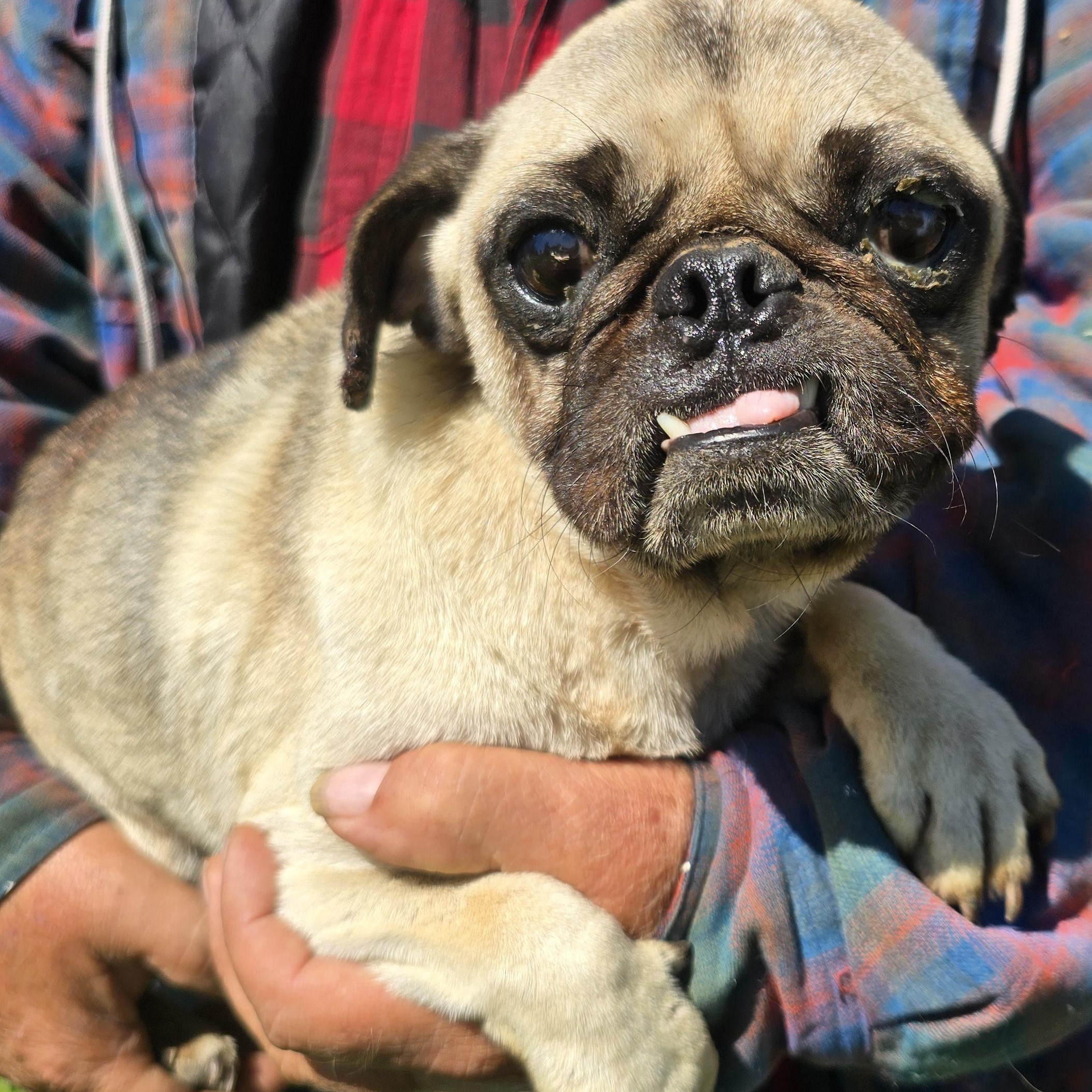 Toby, Adopted, Adult Male Pug.