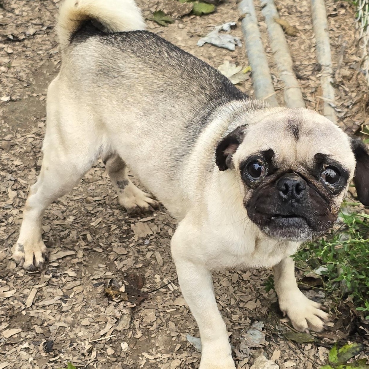Enlarge Toby, a Adopted Pug in Zaleski, OH image 2/2