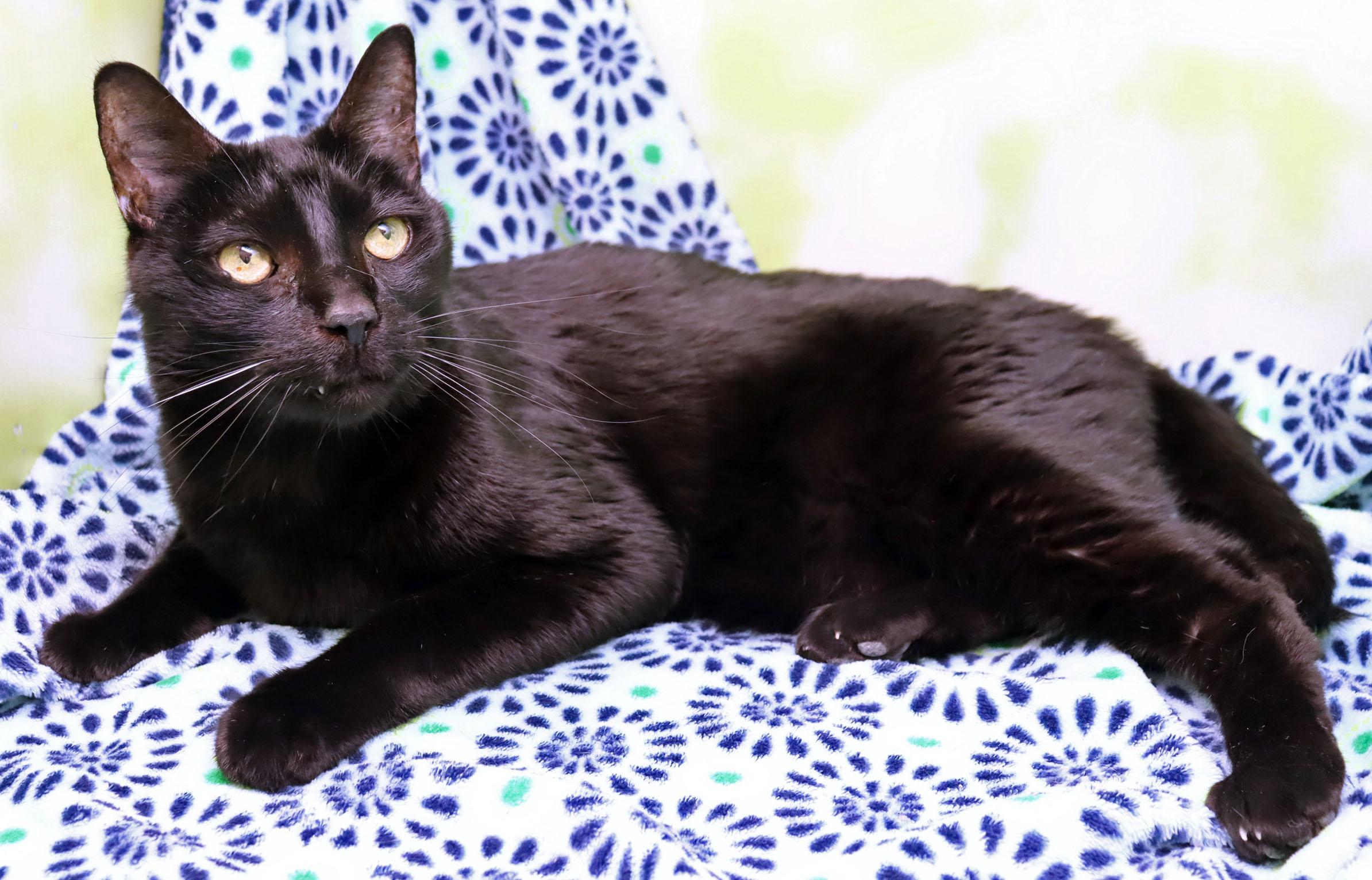 Baby Boy, a Adoptable Domestic Short Hair in Tierra Verde, FL image 2/3