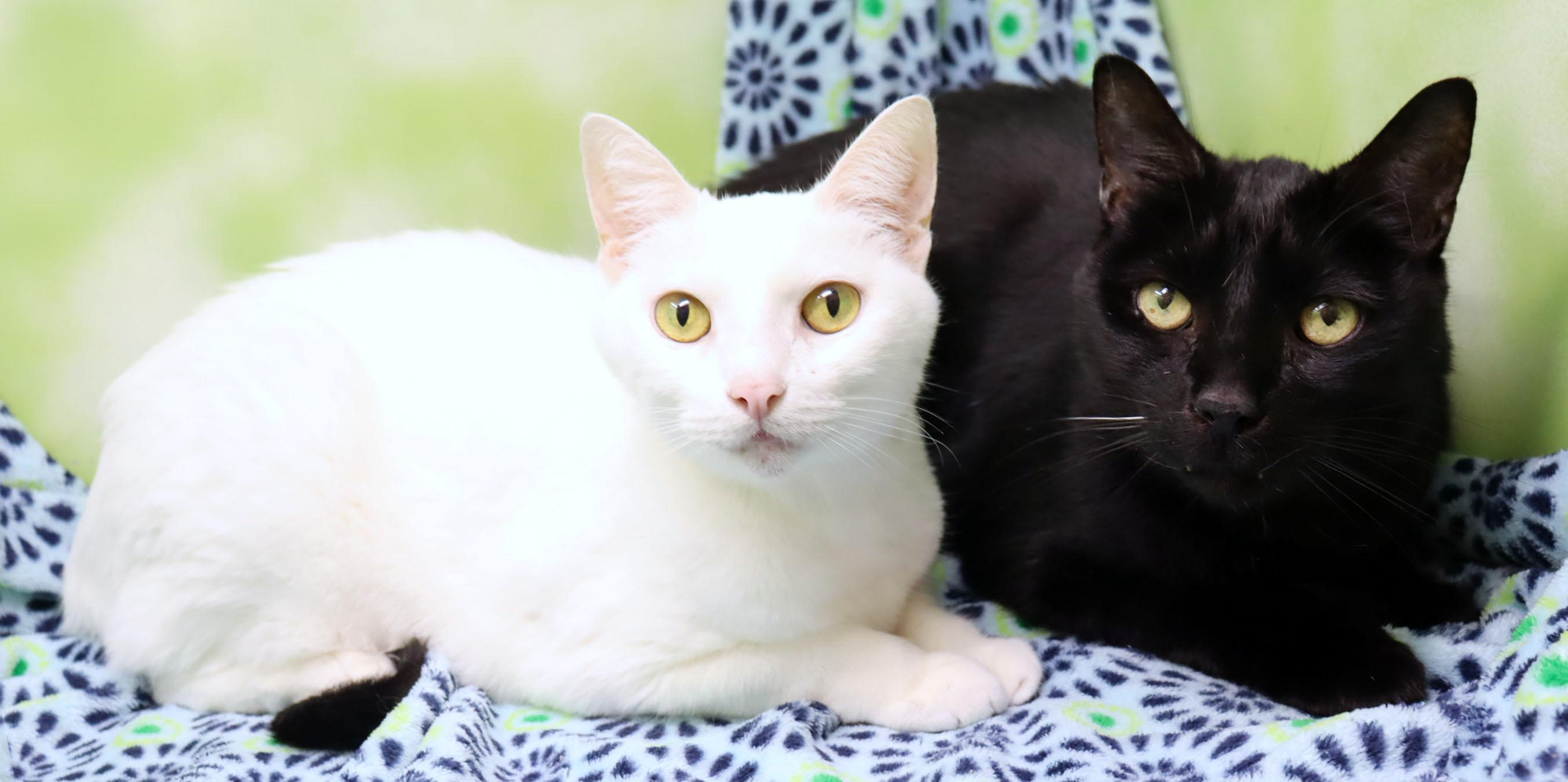 Baby Boy, Adoptable, Senior Male Domestic Short Hair.