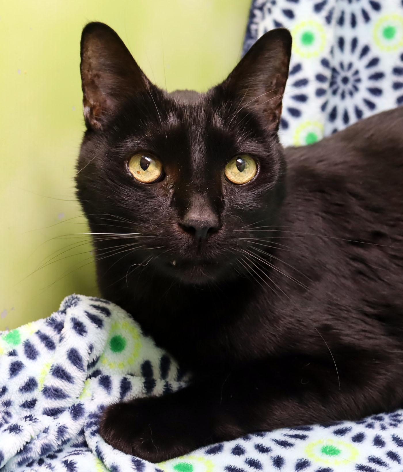 Baby Boy, Adoptable, Senior Male Domestic Short Hair.