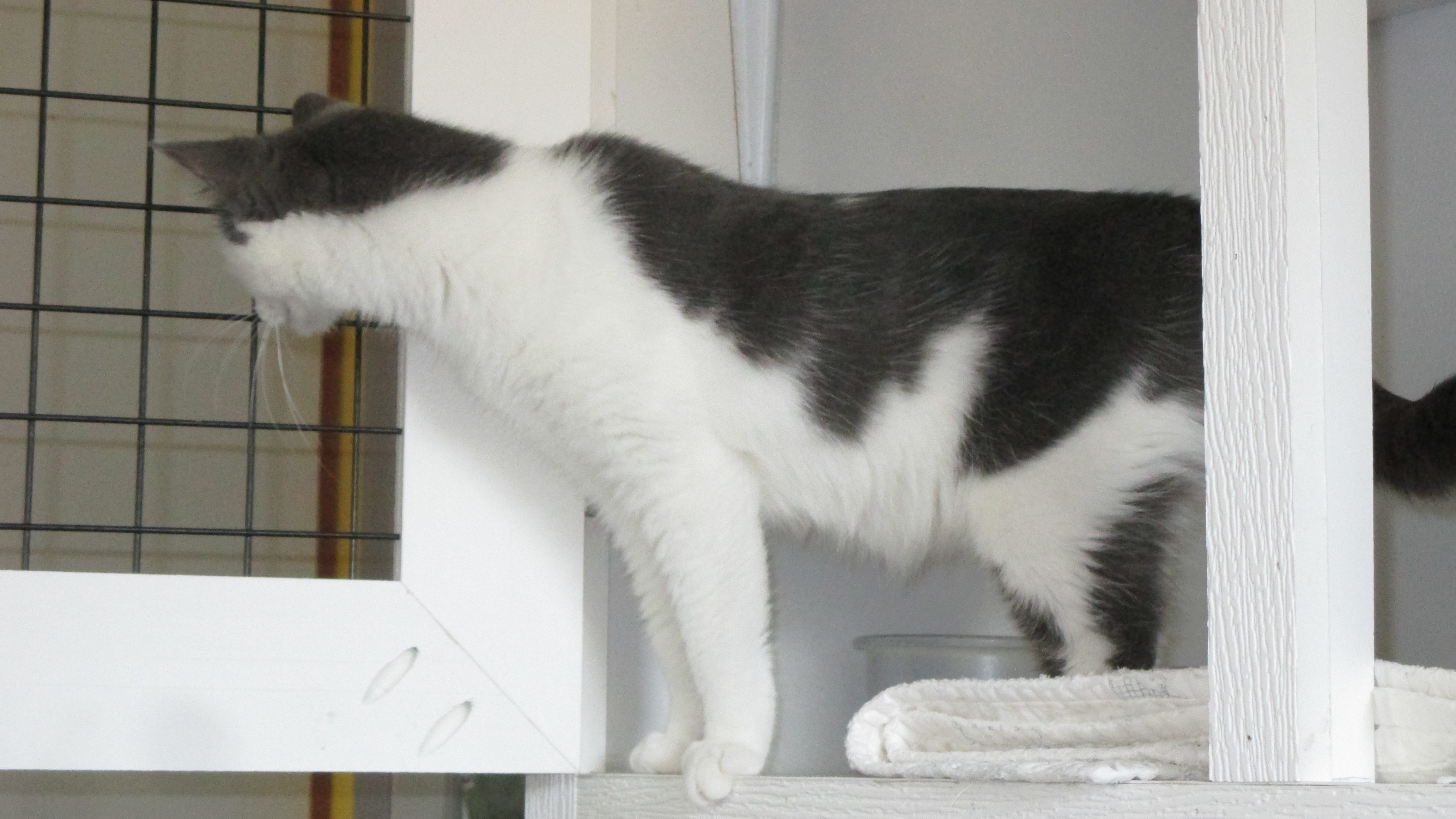 Cat for adoption Charlotte, a Domestic Short Hair in Savanna, IL