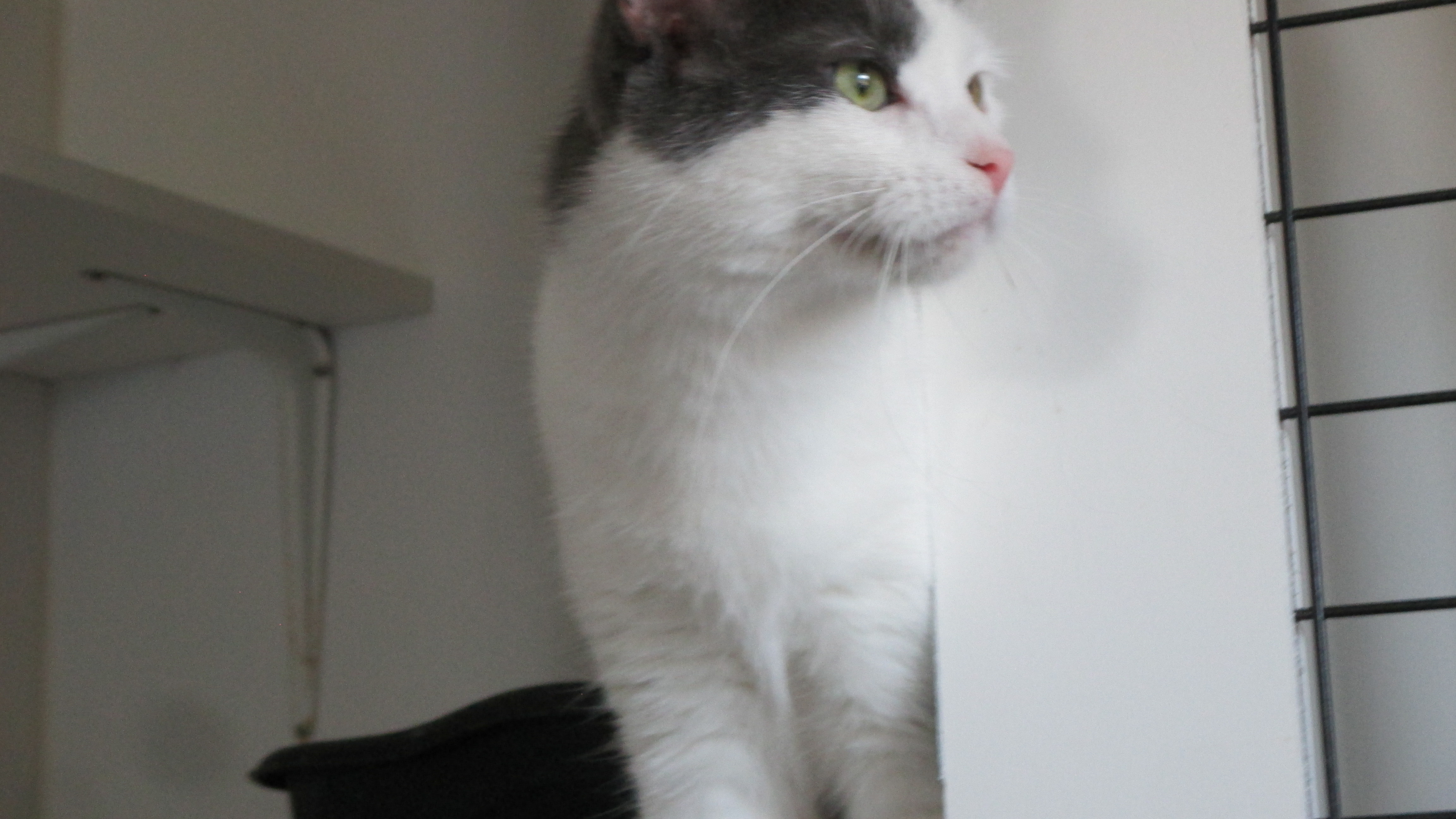 Cat for adoption Charlotte, a Domestic Short Hair in Savanna, IL