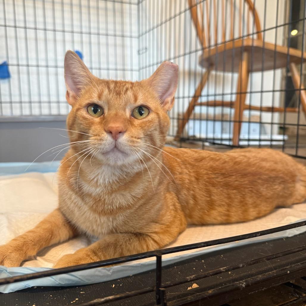 Enlarge Simon, a Adoptable Domestic Short Hair in PITTSBURGH, PA image 1/3