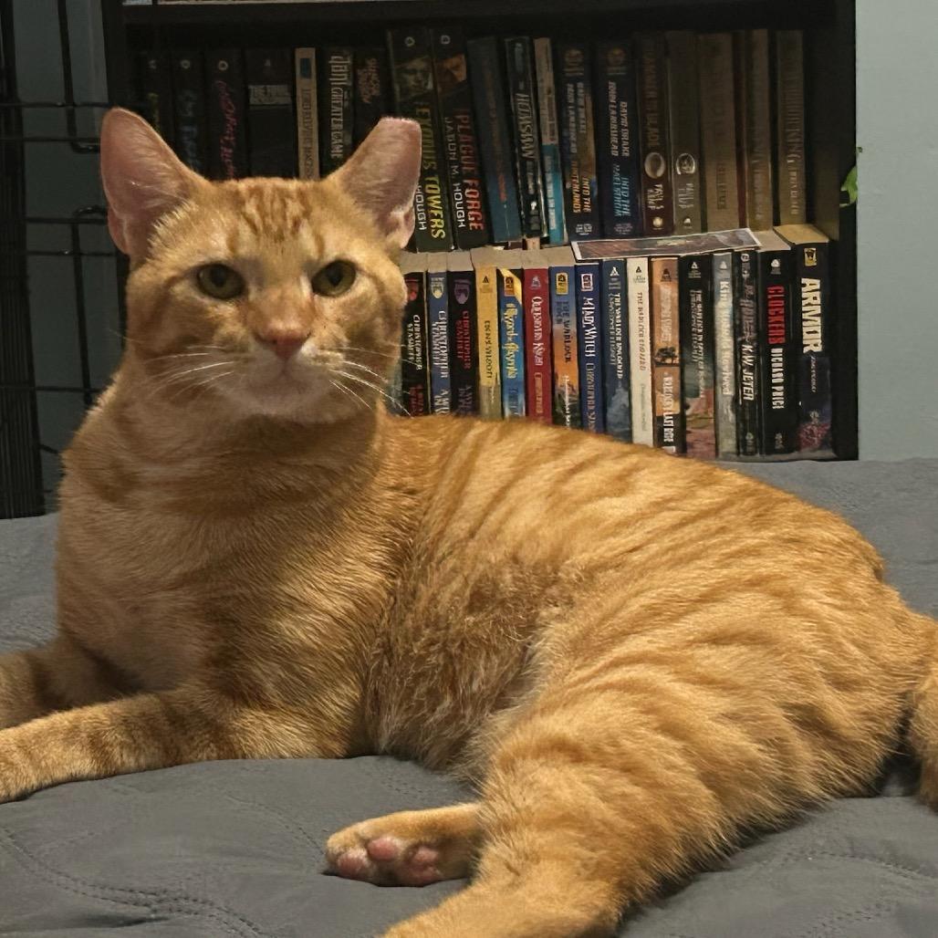 Enlarge Simon, a Adoptable Domestic Short Hair in PITTSBURGH, PA image 2/3