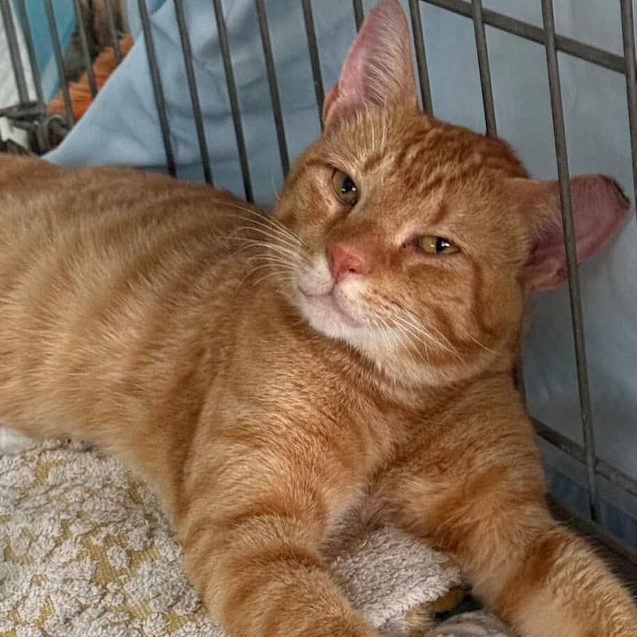 Enlarge Simon, a Adoptable Domestic Short Hair in PITTSBURGH, PA image 3/3