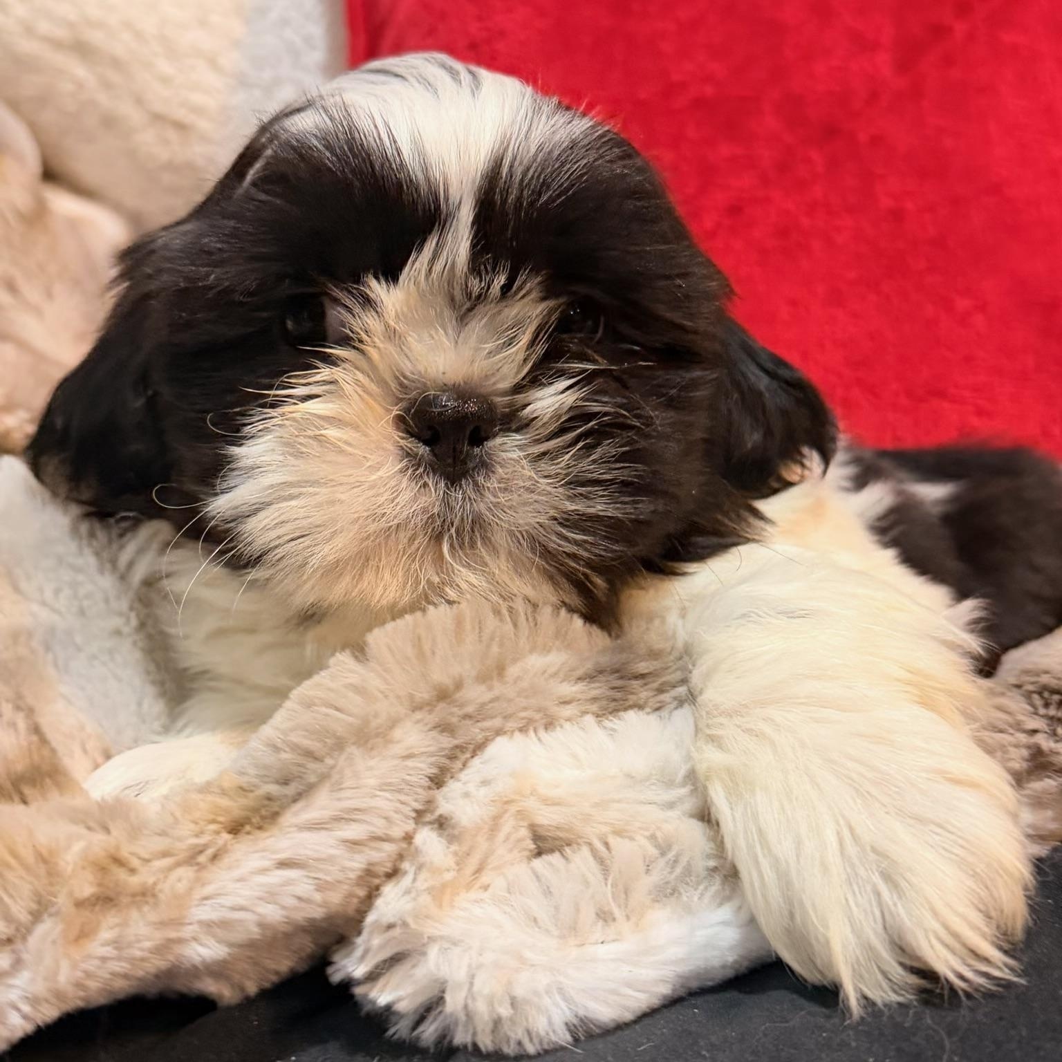 Levi, ADOPTABLE, Puppy Male Shih poo.