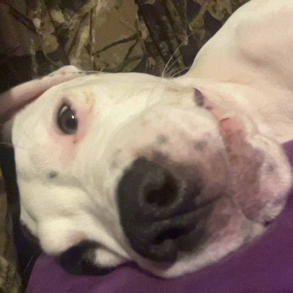 Enlarge Dozer* (Courtesy Post), a Adoptable Boxer in Waynesville, NC image 2/2