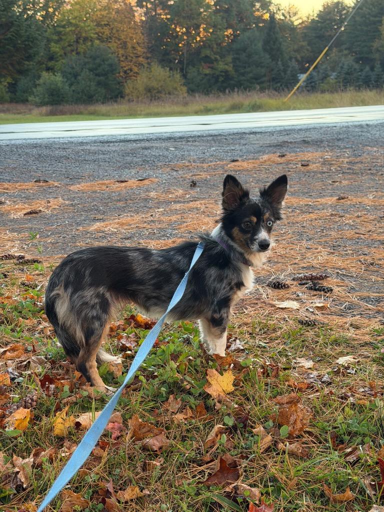 Cricket, Adoptable, Young Female Australian Shepherd.