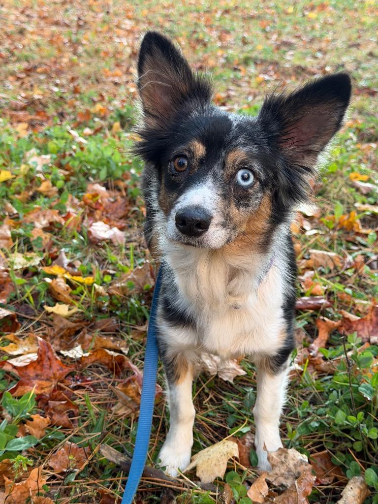 Enlarge Cricket, a Adoptable Australian Shepherd in Glenfield, NY image 2/3