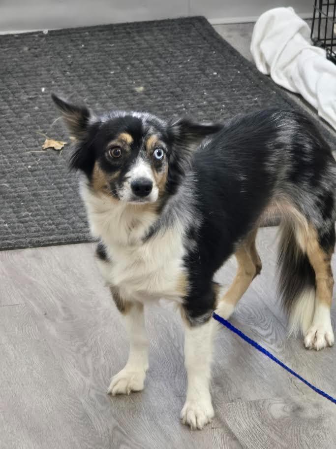 Enlarge Cricket, a Adoptable Australian Shepherd in Glenfield, NY image 3/3