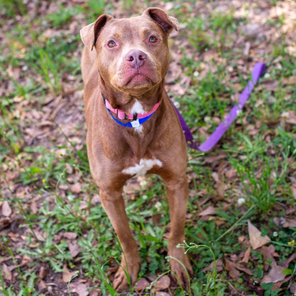 Hubba Bubba, Adoptable, Young Male Labrador Retriever.