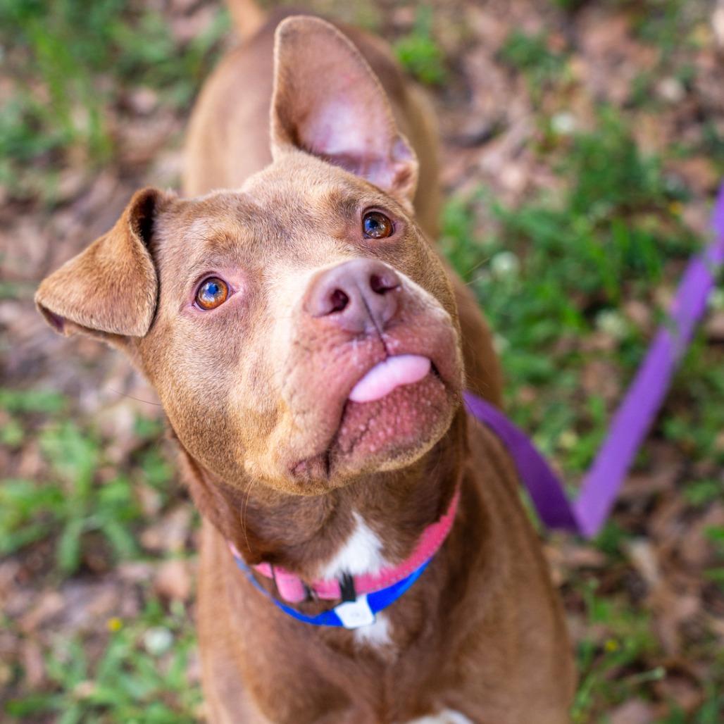 Enlarge Hubba Bubba, a Adoptable mixed breed in Hattiesburg, MS image 2/3