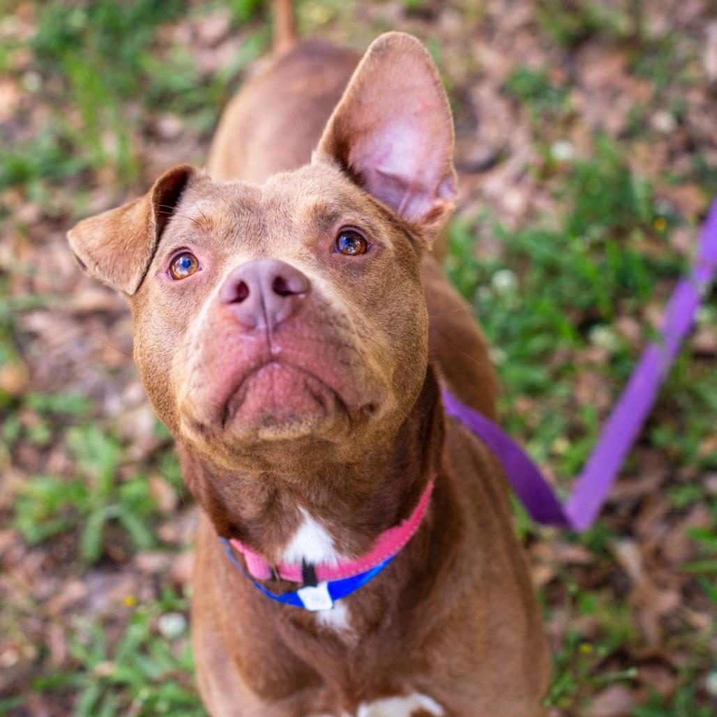 Enlarge Hubba Bubba, a Adoptable mixed breed in Hattiesburg, MS image 3/3