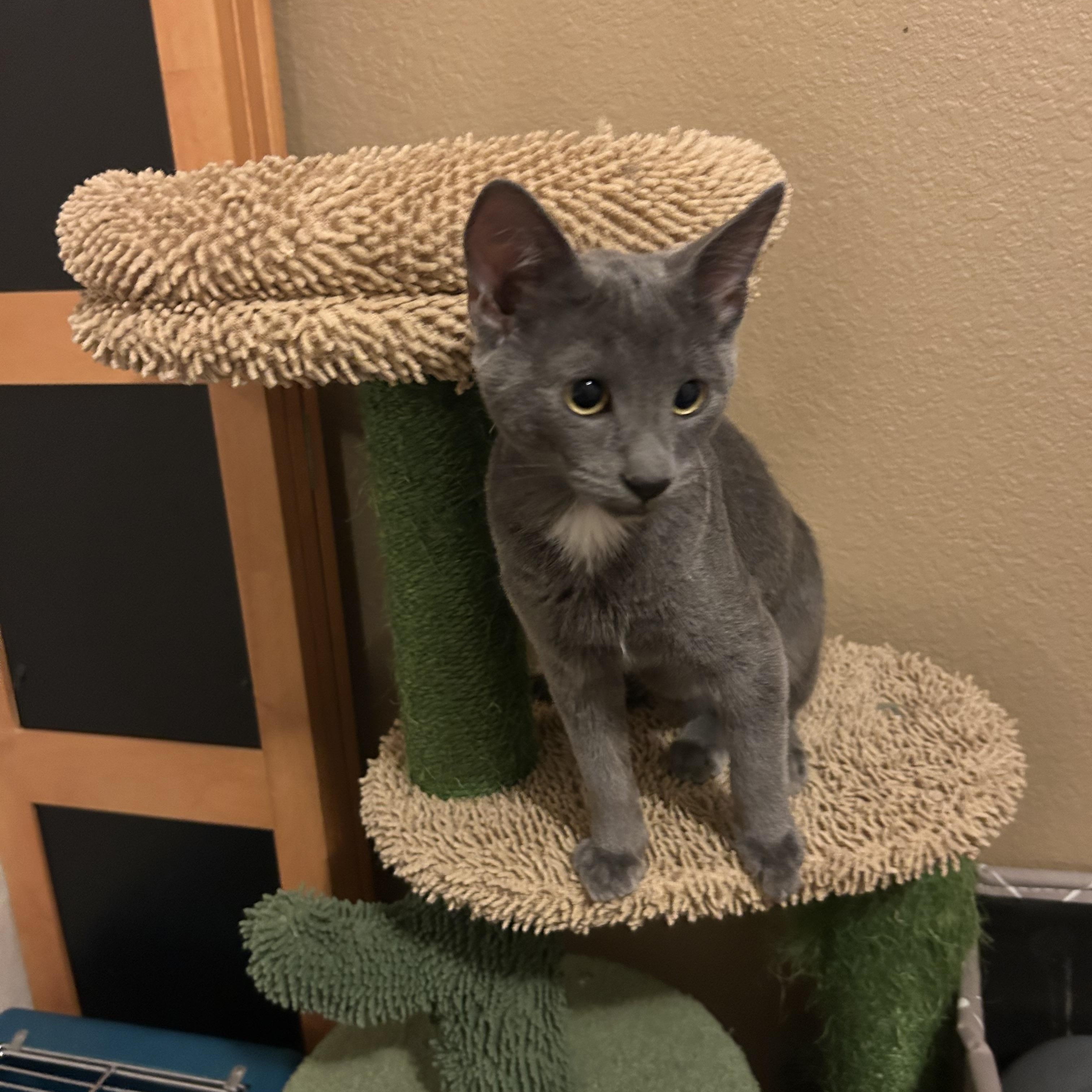 Lucy, Adoptable, Kitten Female Domestic Short Hair.