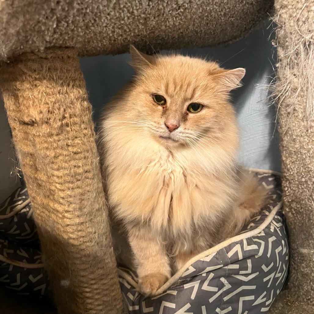Crouton, a Adoptable Domestic Long Hair in PITTSBURGH, PA image 1/6