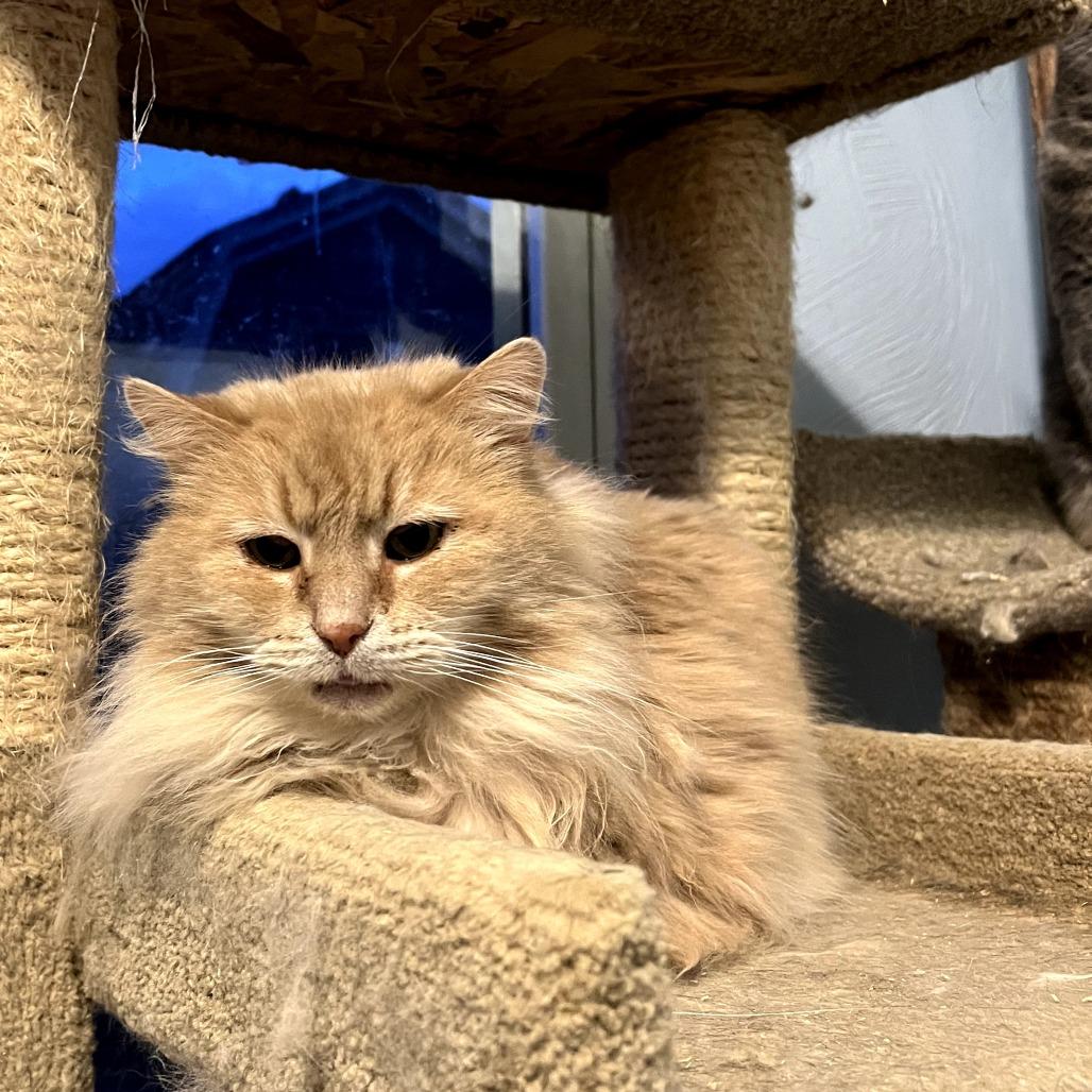 Crouton, Adoptable, Senior Male Domestic Long Hair.