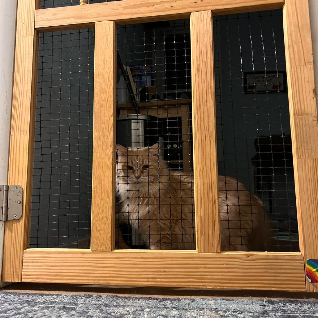 Enlarge Crouton, a Adoptable Domestic Long Hair in PITTSBURGH, PA image 2/6