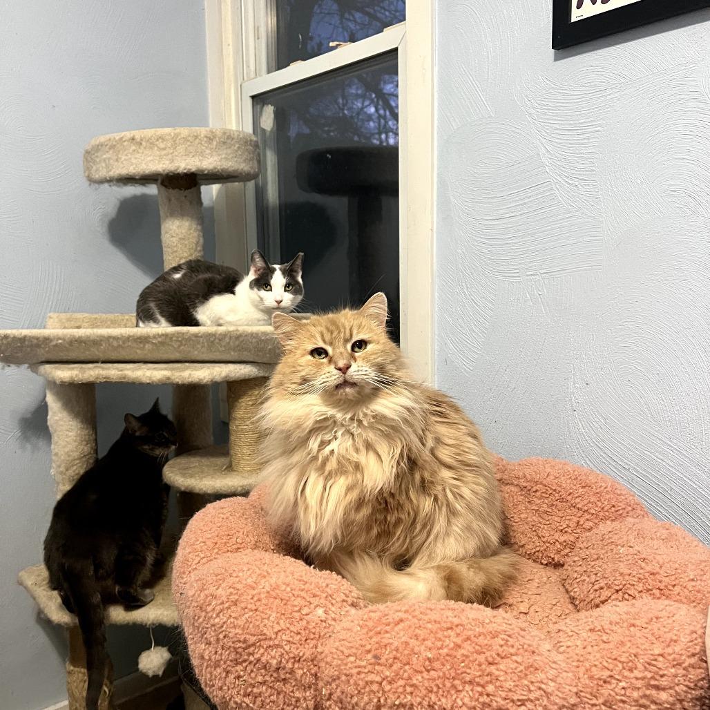 Crouton, a Adoptable Domestic Long Hair in PITTSBURGH, PA image 3/6