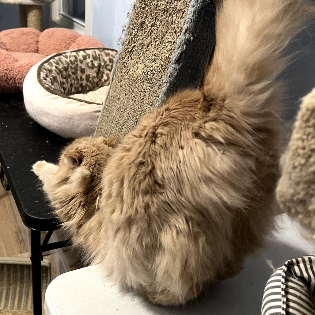 Crouton, a Adoptable Domestic Long Hair in PITTSBURGH, PA image 4/6