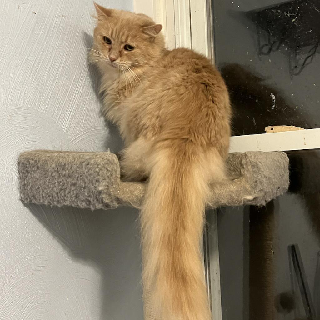 Enlarge Crouton, a Adoptable Domestic Long Hair in PITTSBURGH, PA image 6/6