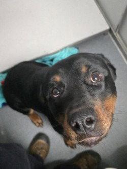 Enlarge DA 5 Ajax, a Adoptable Rottweiler in Glen Allen, VA image 1/1