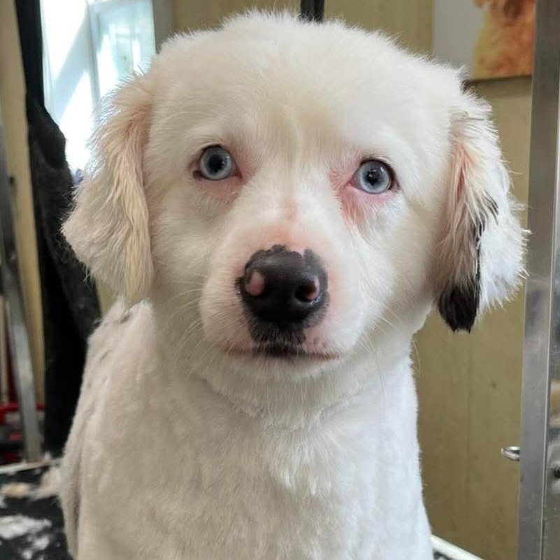 Milo, Adoptable, Adult Male Australian Shepherd.