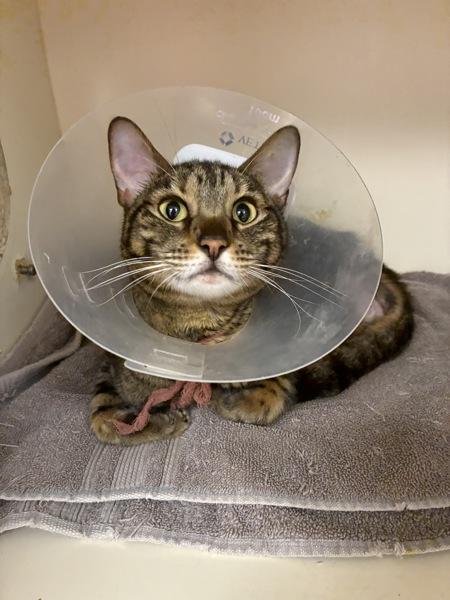 Enlarge *Sorority*, a Adoptable mixed breed in Salt Lake City, UT image 1/2